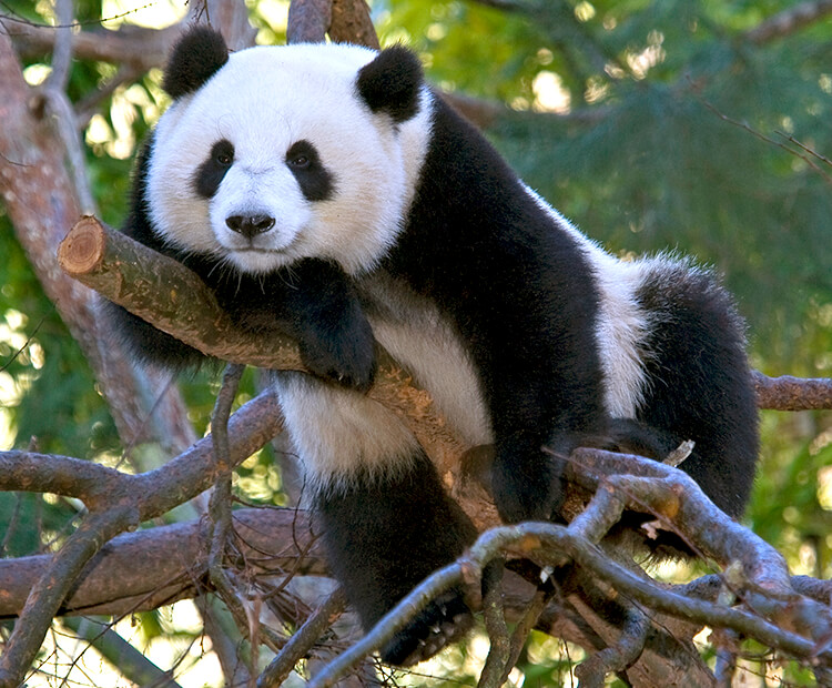 big picture giant panda