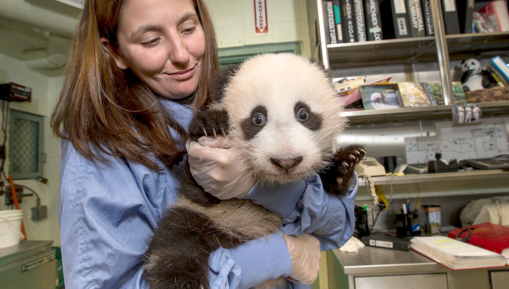 A veterinary technician holds a baby panda