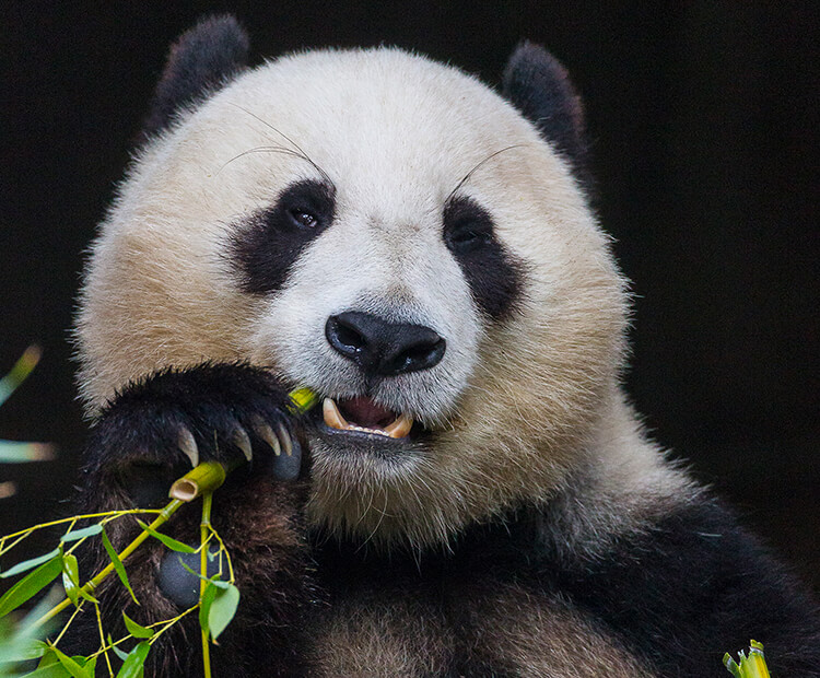 big picture giant panda