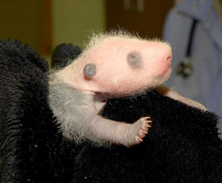 A newborn Giant panda cub held in a swatch of black faux fur about to get a vet check-up
