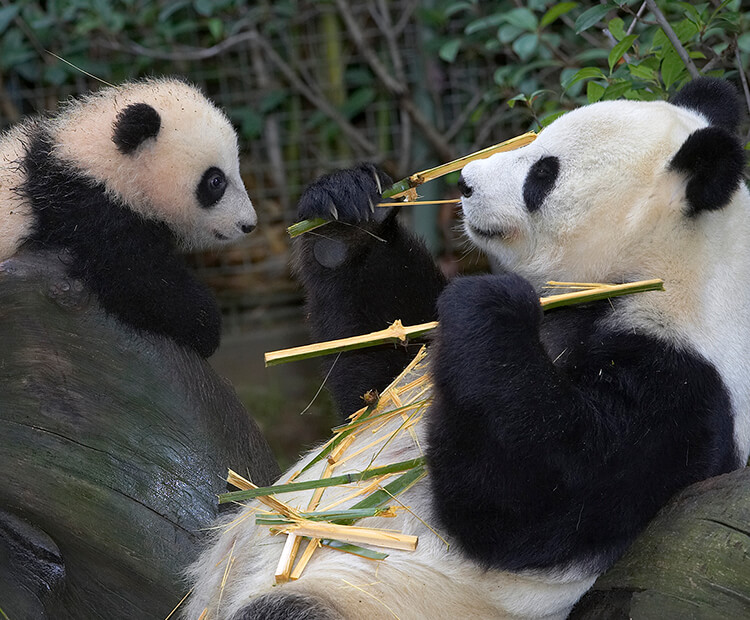 Bai Yun tearing apart bamboo stalks as her cub watches.