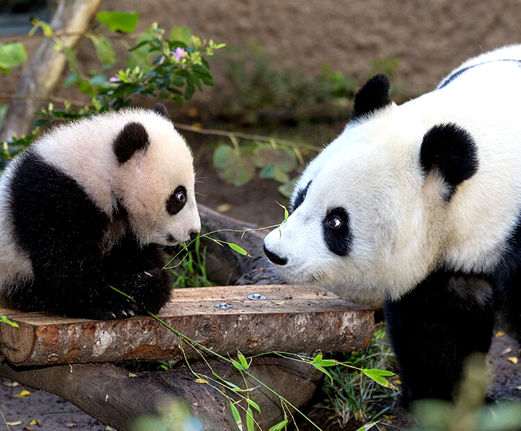 Giant panda Bai Yun looks into her young cub's face as he sits on a log bench holding a small sprig of bamboo.
