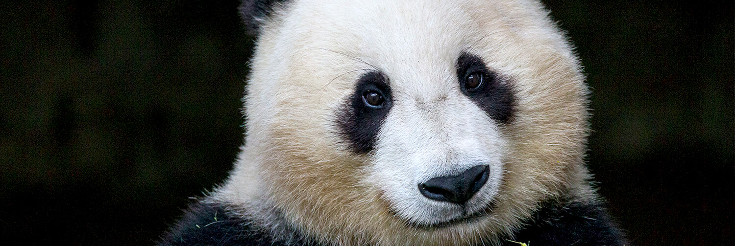 Closeup of a Giant panda's face.