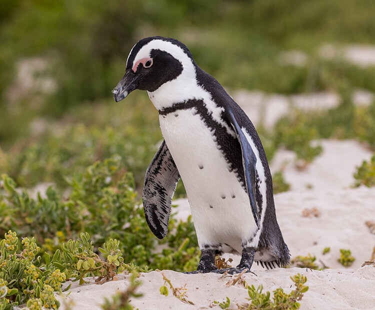 African penguin walking on sandy beach