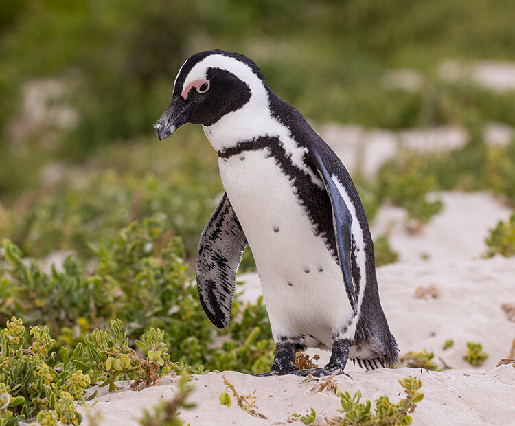 african penguin habitat facts