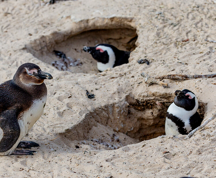 african penguins