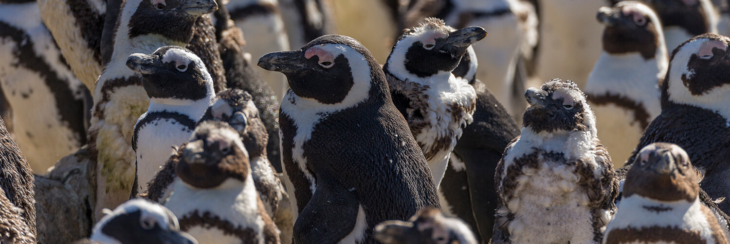 A large gathering of molting penguins crowded together on a beach
