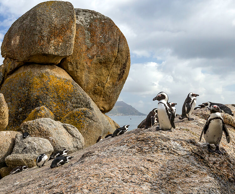 african penguins