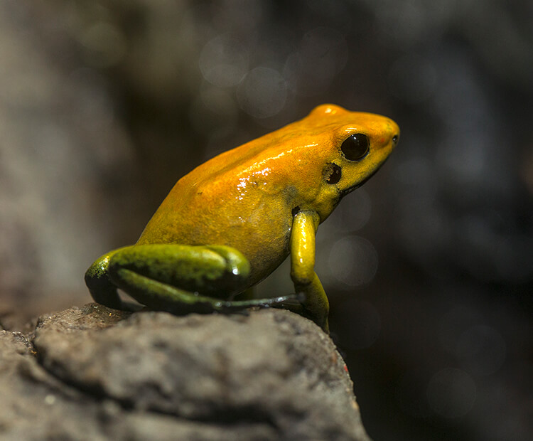 Blue Poison Dart Frog, Mill Mountain Zoo