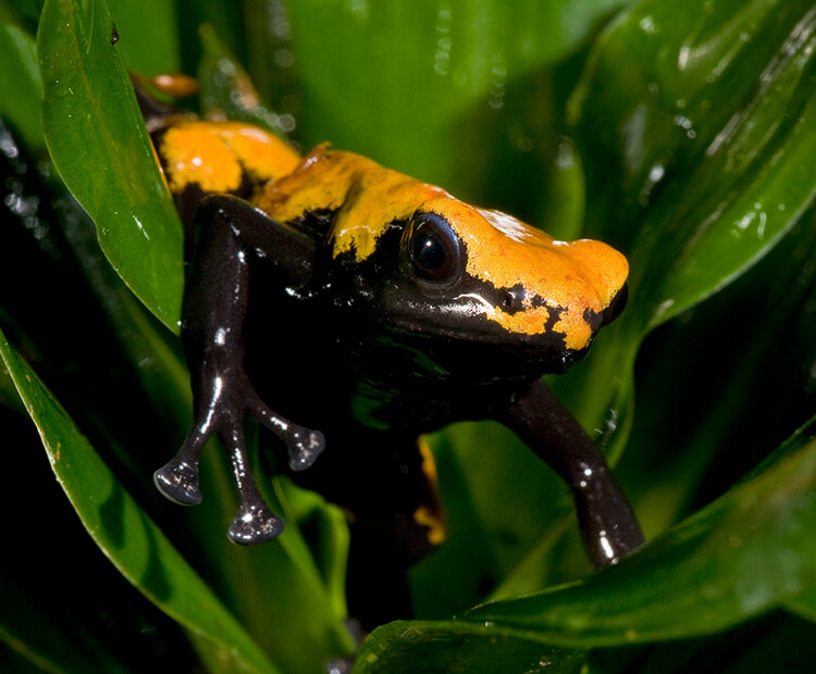 Splash-backed poison frog
