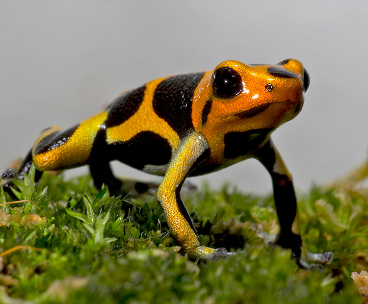 Poison Dart Frog  Rainforest Alliance