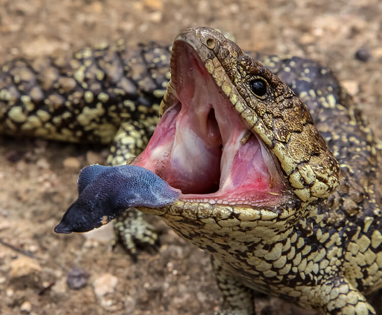 A skink opens its mouth wide to display its tongue