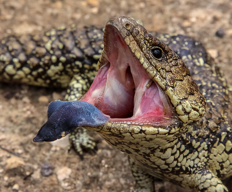 Blue Tongue Snake