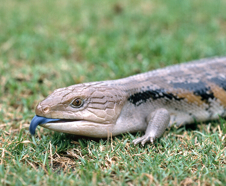 blue tongue skink teeth