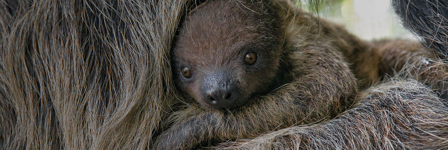 Boy sloth snuggled within mother's hair, looking straight at camera.