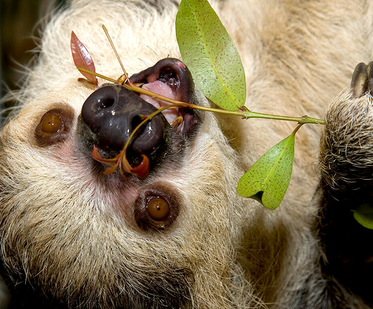 sloth eating fruit