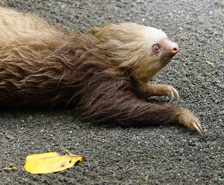 sloth laying down