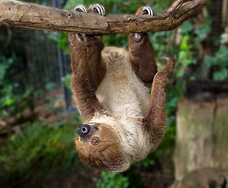 Two-toed sloth hanging upside down by its rear feet and left claw on a branch