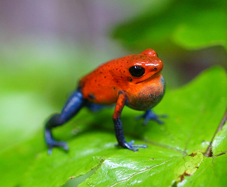 toxic frogs eat what