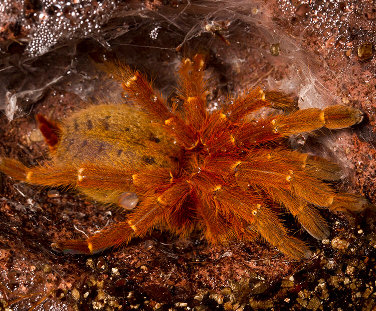 Mombassa star burst tarantula in its silk webbing burrow