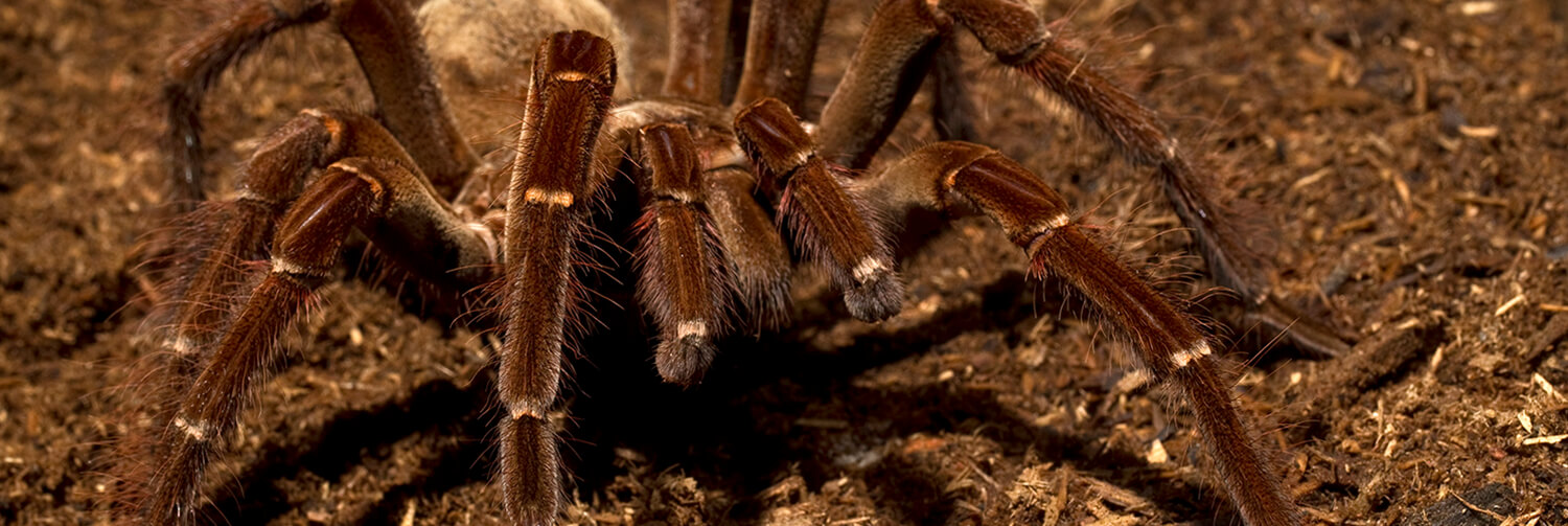 Goliath bird-eating tarantula sitting on wood chips and dirt
