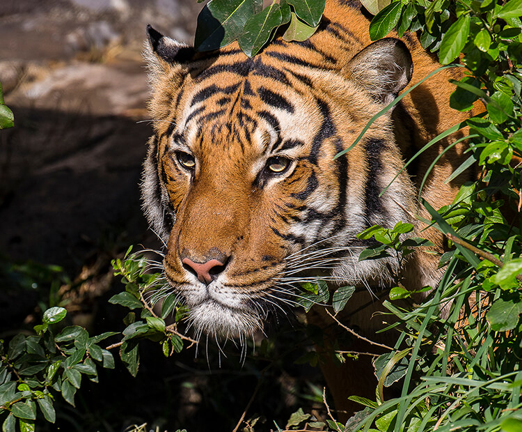 A tiger crouches behind a bush.