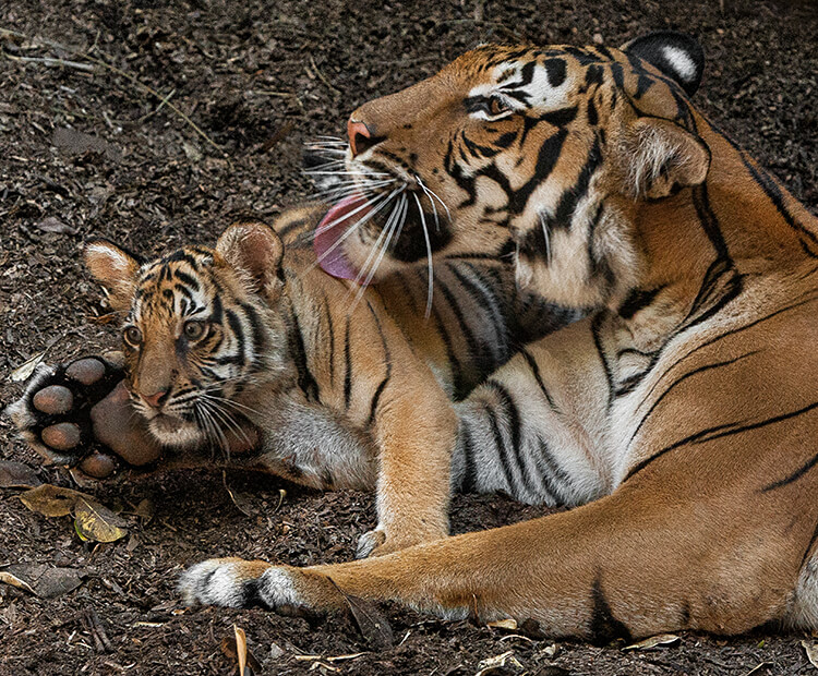 what animals do tigers eat