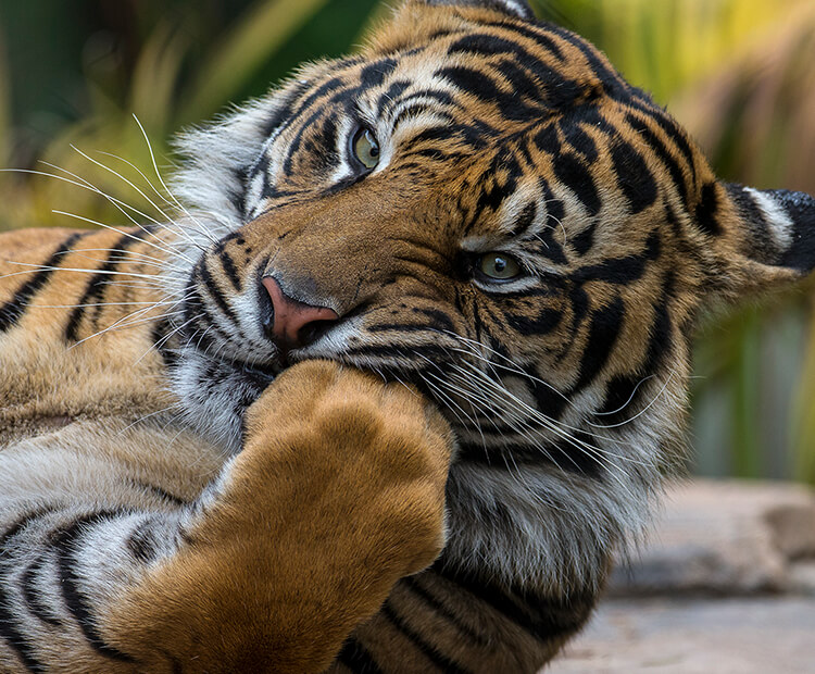 21 Terrific Tiger Facts – San Diego Zoo Wildlife Alliance Stories