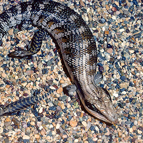 Baby blue-tongued skinks with their mother.