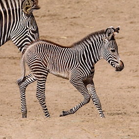 A dung zebra foal up and walking