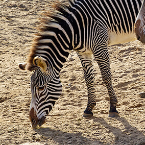 a zebra with head lowered to the ground and two front legs visible