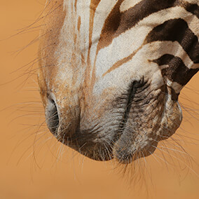 Close-up of a zebra's muzzle