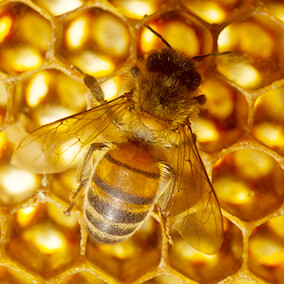 A solo honeybee on honeycomb