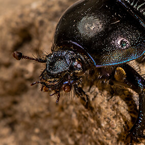 Close-up of a dung beetle's antennae