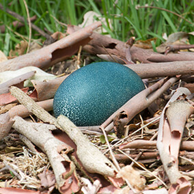 Emu egg laying on a nest of wood bark and twigs.