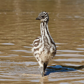 Emu chick wading through water