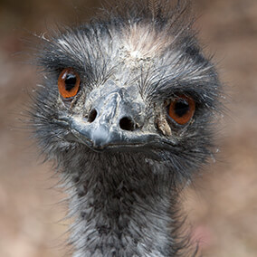 An emu tilting his head slightly to the right