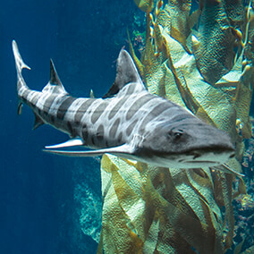Leopard shark swimming in front of a kelp tree