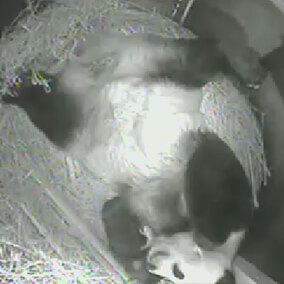 Bai Yun holds tiny newborn panda cub near her face in a black and white screen shot from a camera placed in her zoo den where she had given birth.