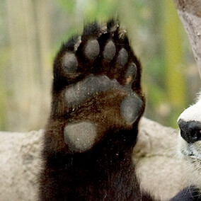 Panda paw held up to display pseudo-thumb