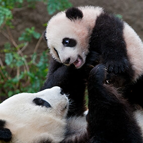 Panda cub Yun Zi making noise as his mother lifts him with her paws into the air.