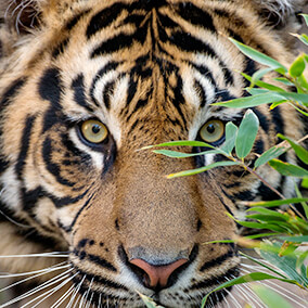 Close-up of a tiger's green-yellow eyes as it stares from behind a small branch