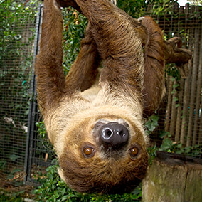 Sloth hanging upside-down
