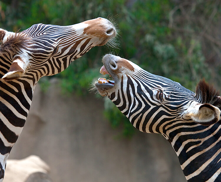 A pair of zebras communicating