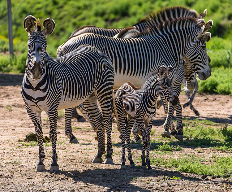 A group of zebras huddled together, including a mother and her foal