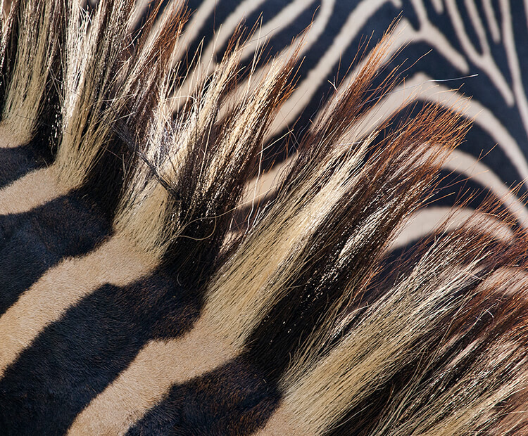 Close-up of a zebra's striped fur and mane