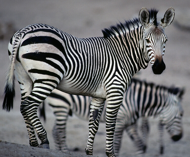 Hartmann's mountain zebra