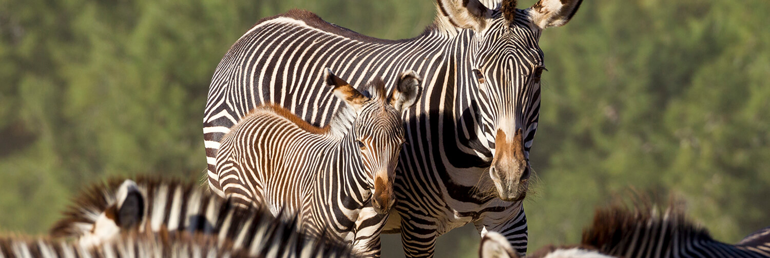 A mother zebra stands near her young foal
