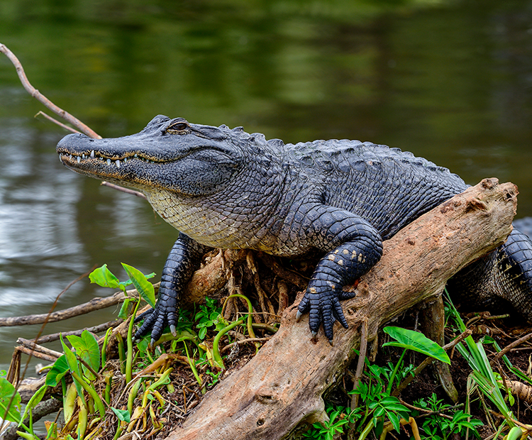 American Alligator