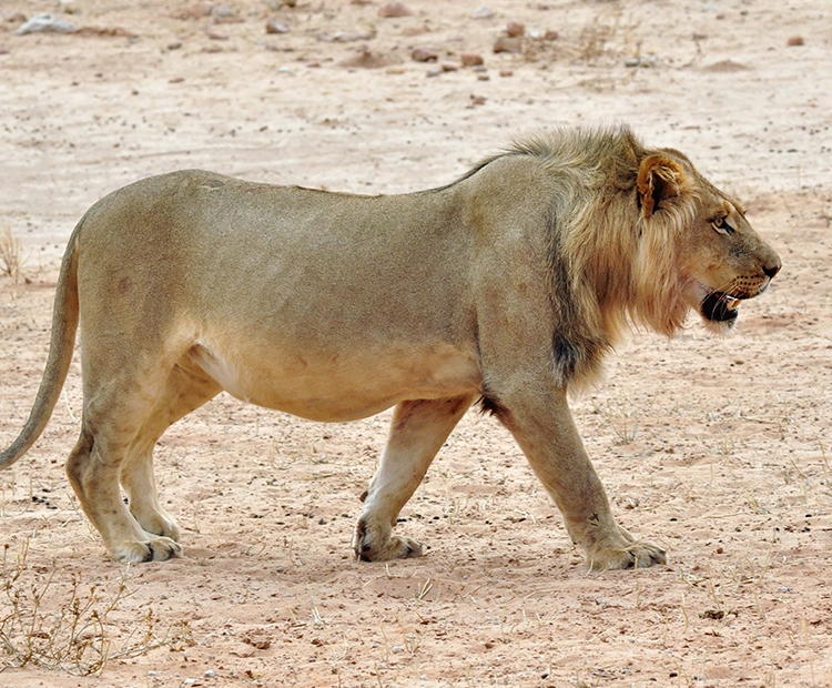 Male Lion sports a little mane